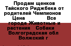 Продам щенков Тайского Риджбека от родителей Чемпионов › Цена ­ 30 000 - Все города Животные и растения » Собаки   . Волгоградская обл.,Волжский г.